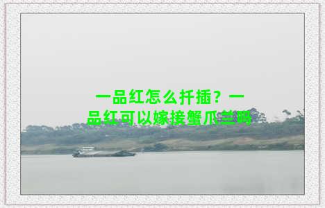 一品红怎么扦插？一品红可以嫁接蟹爪兰吗