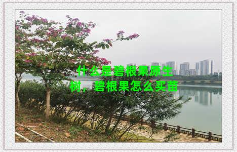 什么是碧根果原生树，碧根果怎么买苗