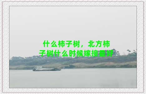 什么柿子树，北方柿子树什么时候嫁接最好