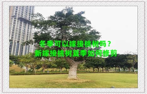 冬季可以嫁接桃树吗？新嫁接桃树夏季如何修剪