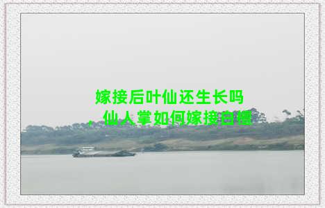 嫁接后叶仙还生长吗，仙人掌如何嫁接白檀