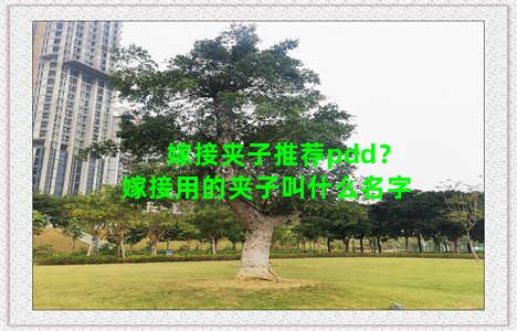 嫁接夹子推荐pdd？嫁接用的夹子叫什么名字