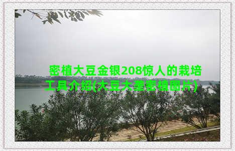 密植大豆金银208惊人的栽培工具介绍(大豆大垄密植图片)