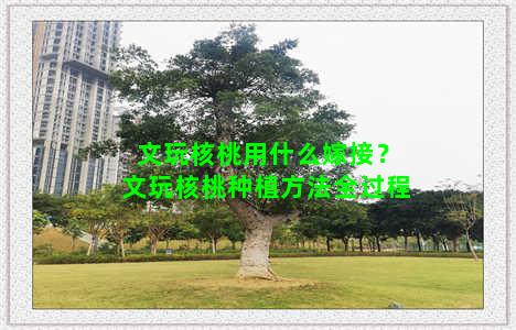 文玩核桃用什么嫁接？文玩核桃种植方法全过程