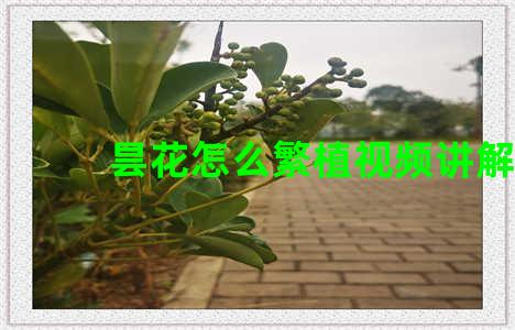 昙花怎么繁植视频讲解