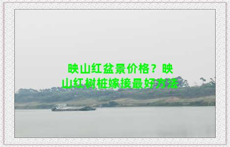 映山红盆景价格？映山红树桩嫁接最好方法