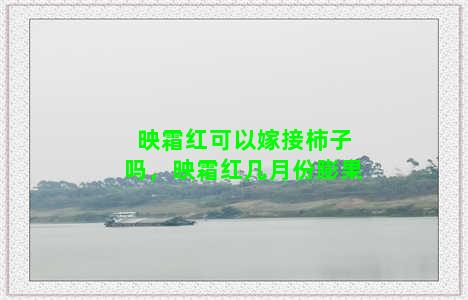 映霜红可以嫁接柿子吗，映霜红几月份膨果