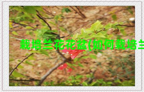 栽培兰花花盆(如何栽培兰花)