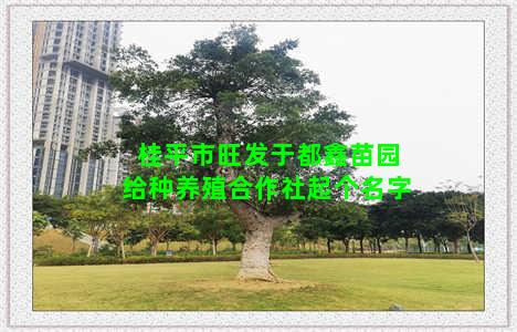 桂平市旺发于都鑫苗园给种养殖合作社起个名字