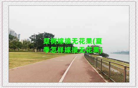 桑树嫁接无花果(夏季怎样嫁接无花果)