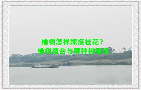 榆树怎样嫁接桂花？榆树适合与哪种树嫁接