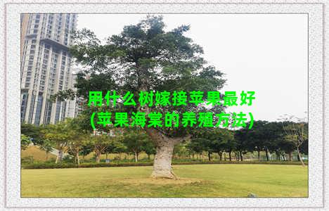 用什么树嫁接苹果最好(苹果海棠的养殖方法)