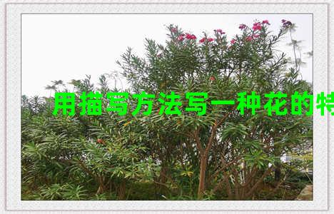 用描写方法写一种花的特点