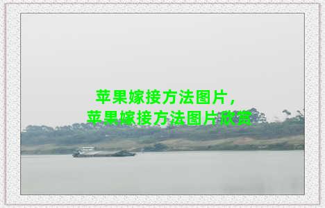 苹果嫁接方法图片，苹果嫁接方法图片欣赏