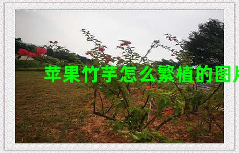 苹果竹芋怎么繁植的图片