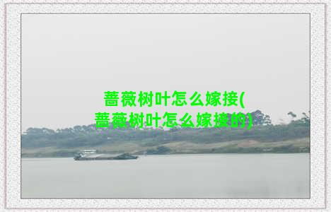 蔷薇树叶怎么嫁接(蔷薇树叶怎么嫁接的)