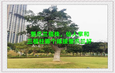 蟹爪兰植株，仙人掌和三棱柱哪个嫁接蟹爪兰好