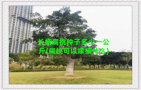 长柄扁桃种子多少一公斤(扁桃可以嫁接什么)