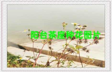 阳台茶座种花图片