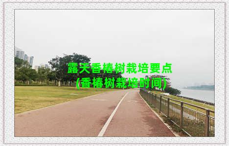 露天香椿树栽培要点(香椿树栽培时间)