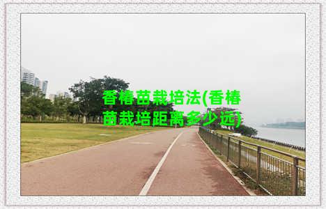 香椿苗栽培法(香椿苗栽培距离多少远)